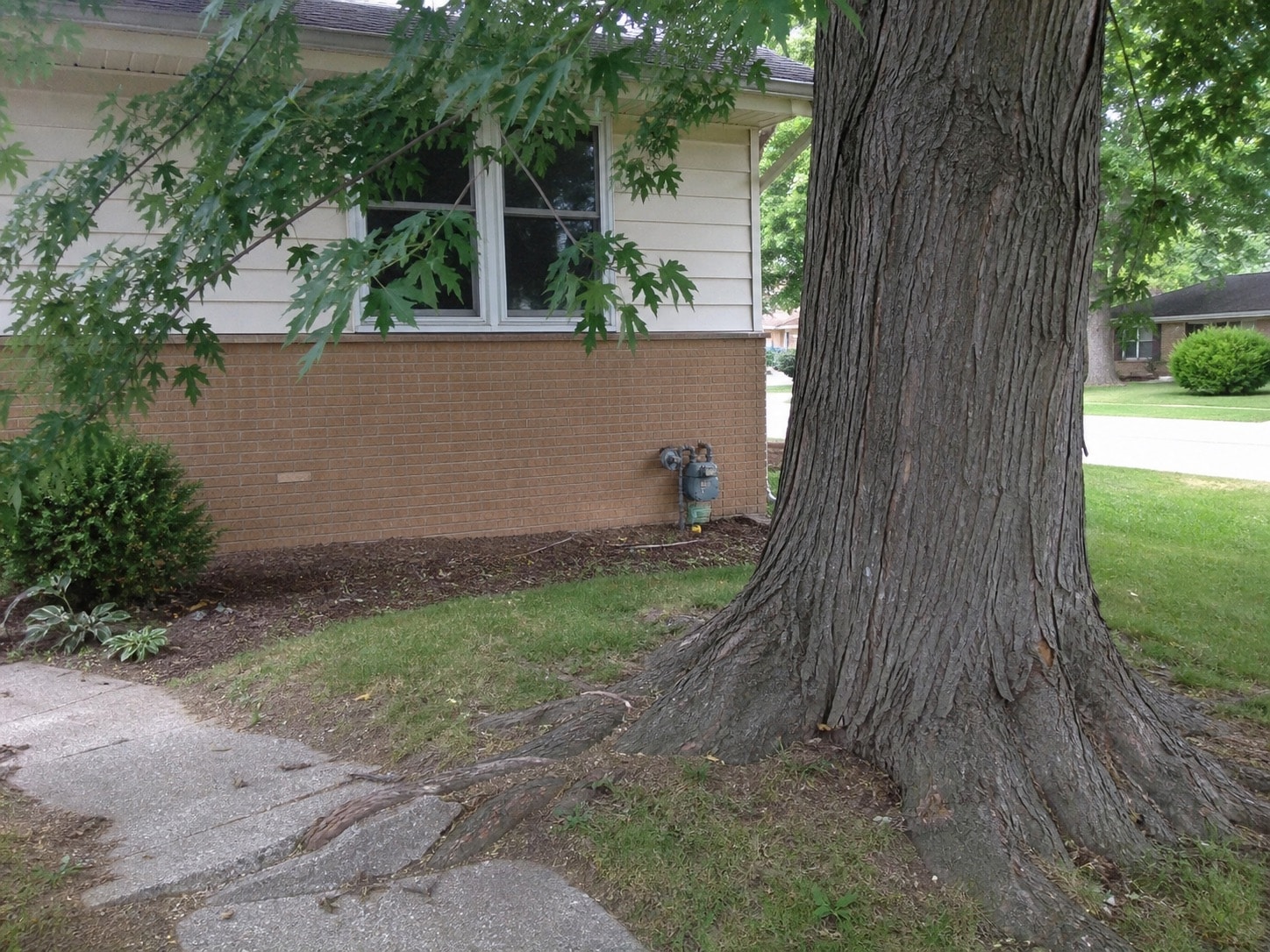 Mature silver maple roots buckling a concrete walkway near a house