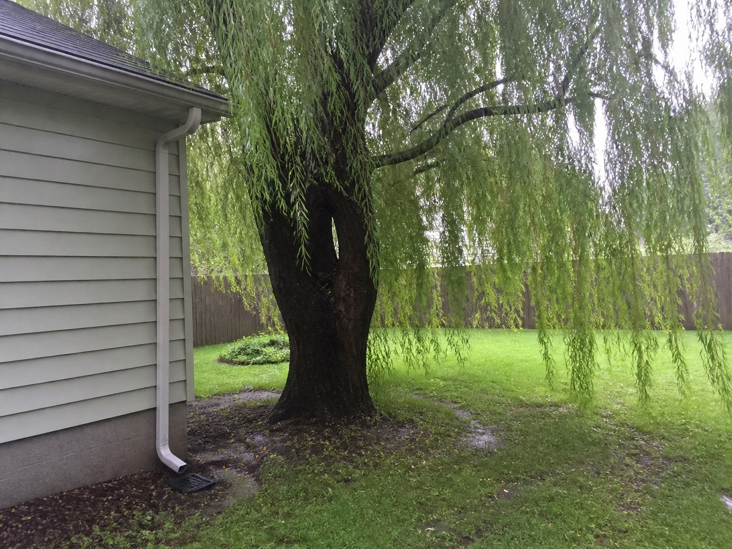 Mature weeping willow growing close to a house and downspout