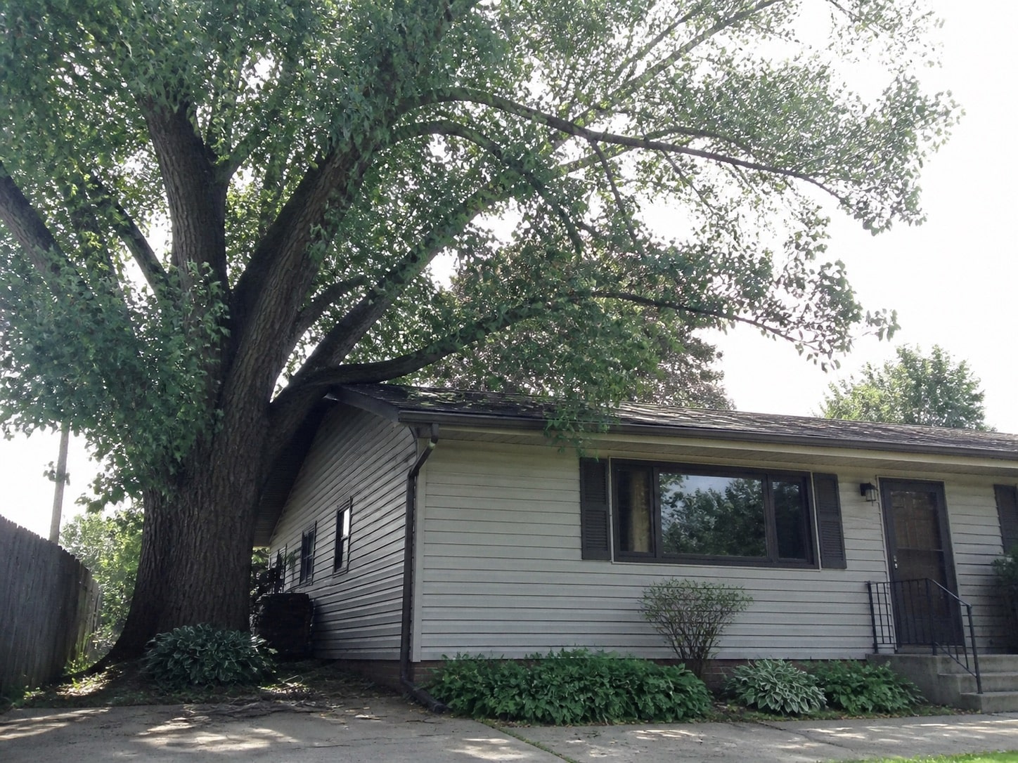 Large eastern cottonwood towering over a suburban home