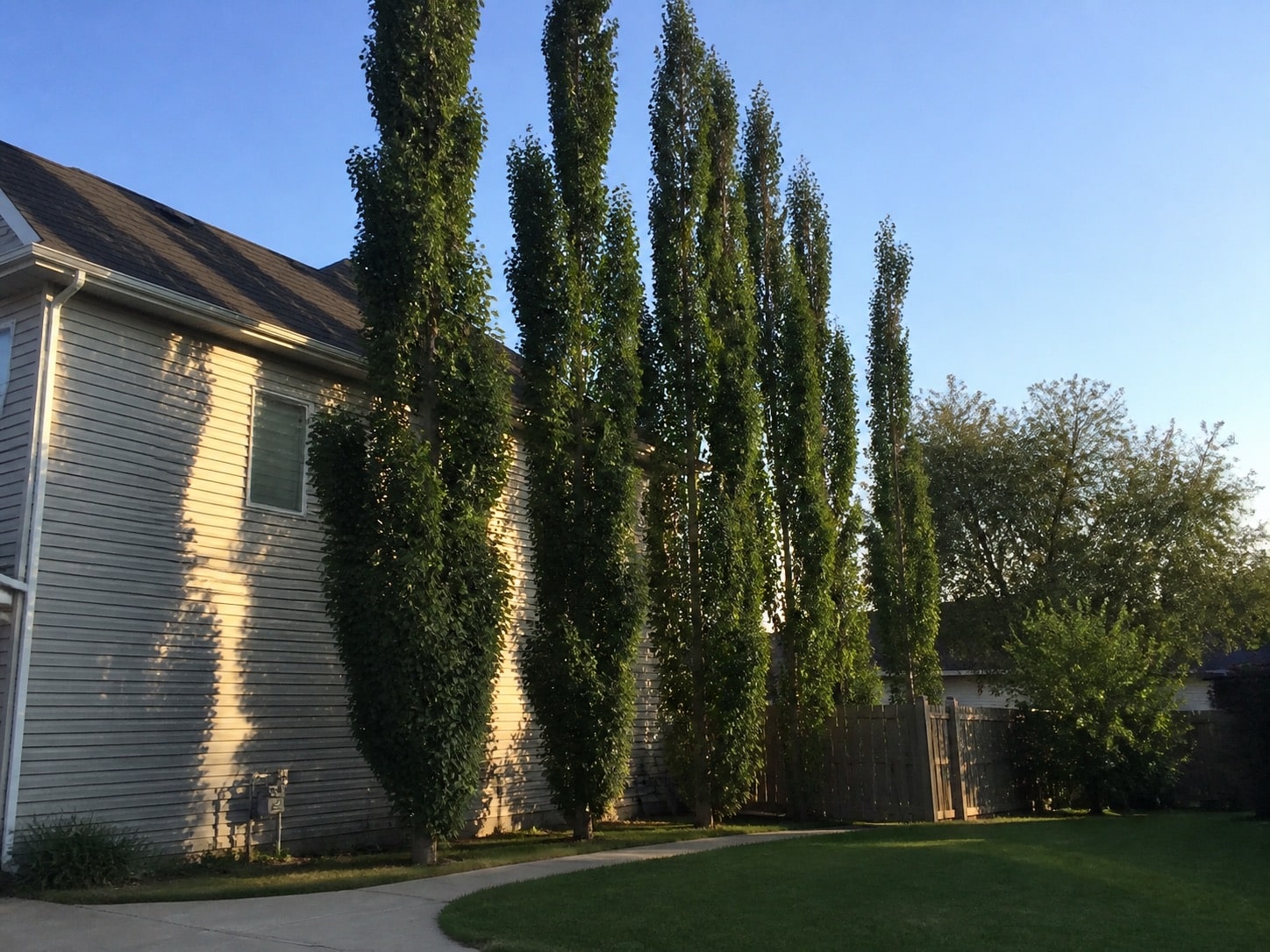 Tall Lombardy poplars growing too close to a suburban house