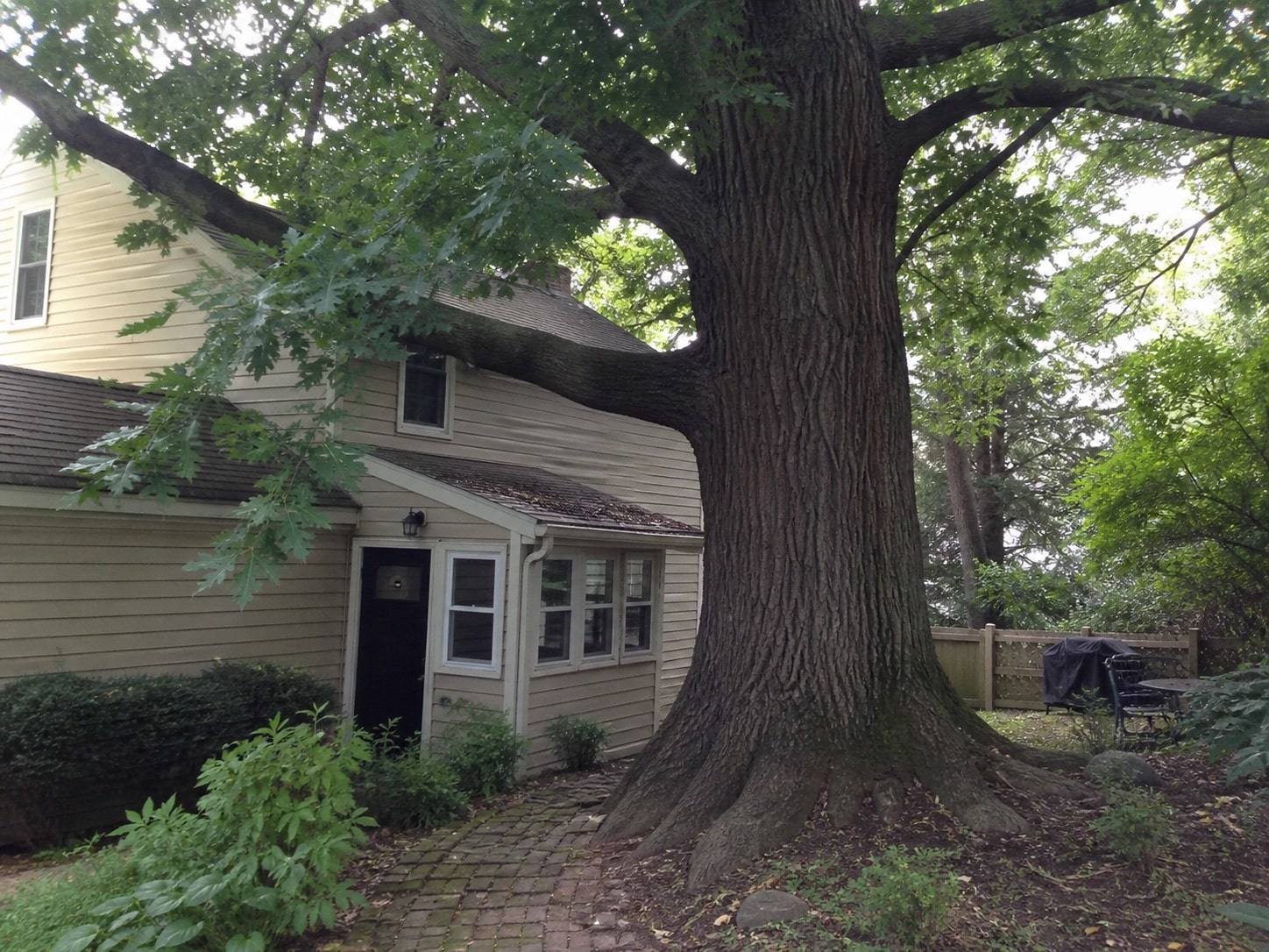 Huge mature white oak beside a house with limbs above the roof