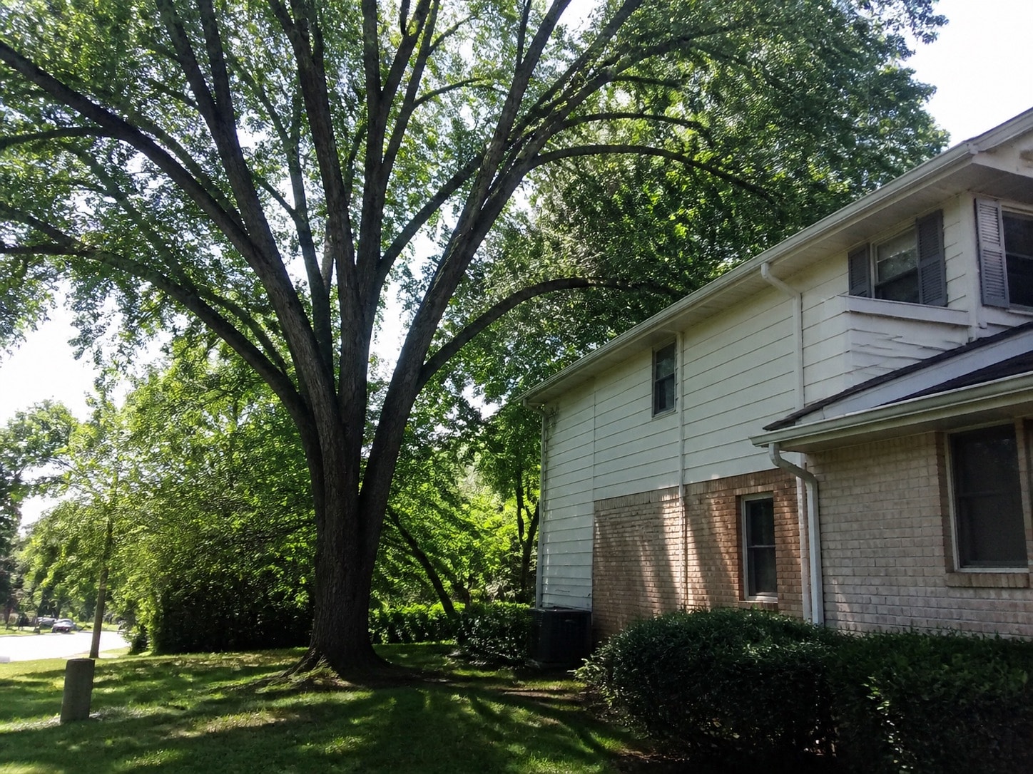Mature American elm canopy spreading over a two-story house