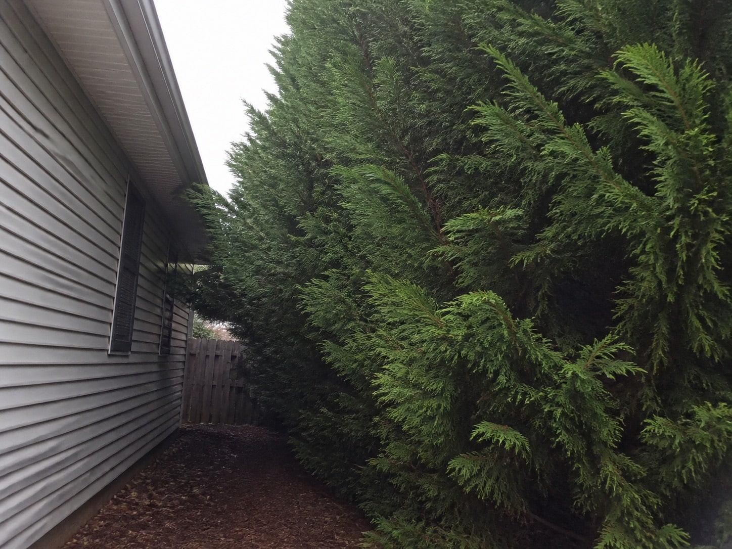 Dense Leyland cypress planted beside a house wall