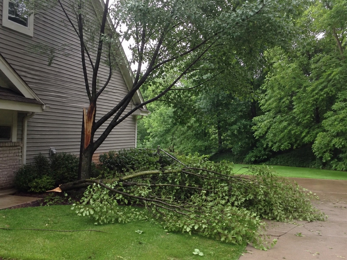 Callery pear with a broken limb close to a house and driveway