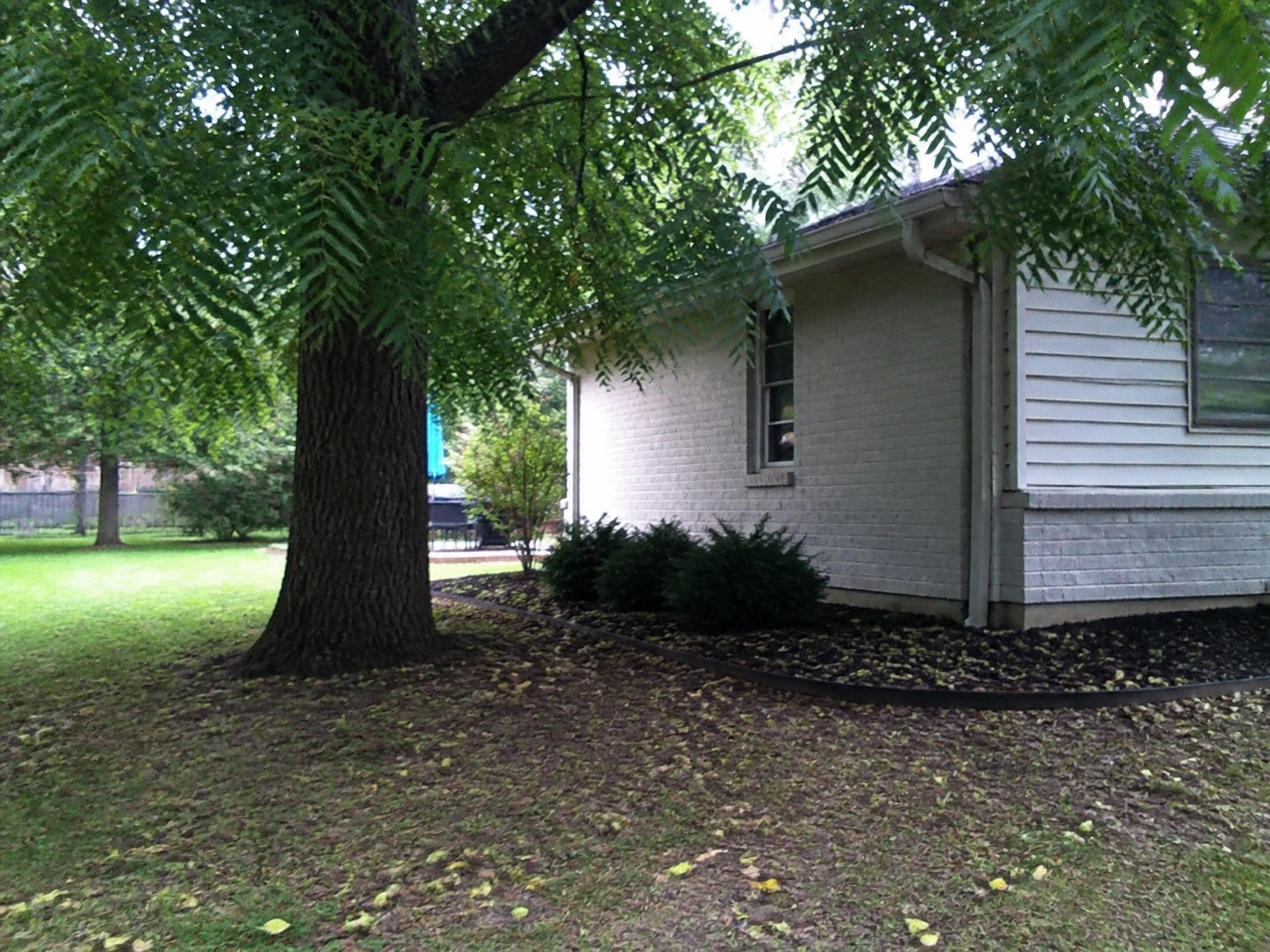 Mature black walnut shading a house foundation planting bed