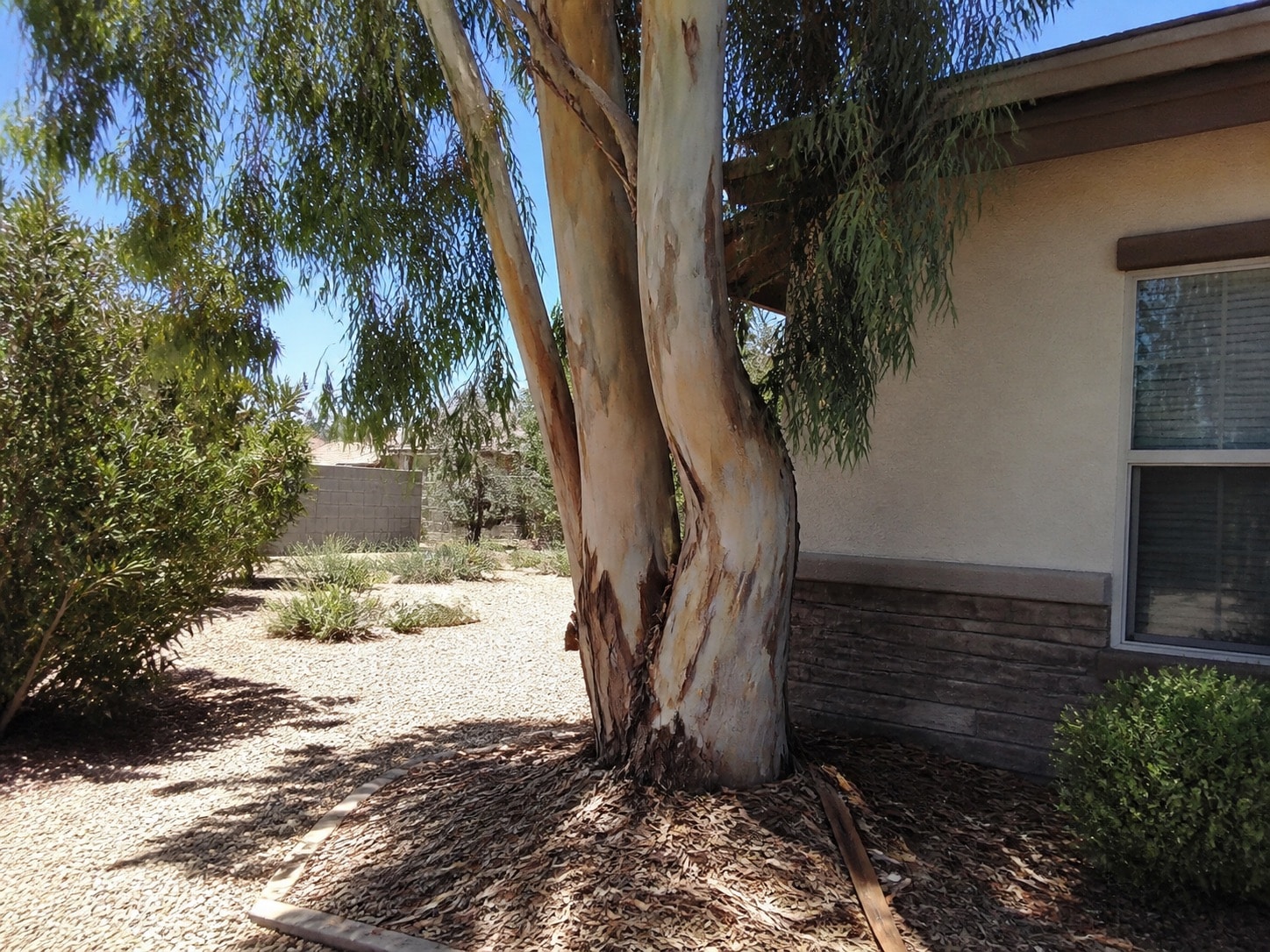 Tall eucalyptus planted close to a dry-climate suburban house