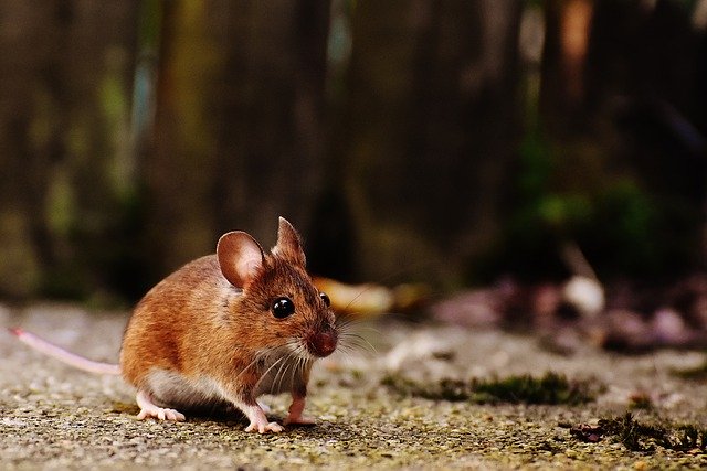 Mouse in Mower