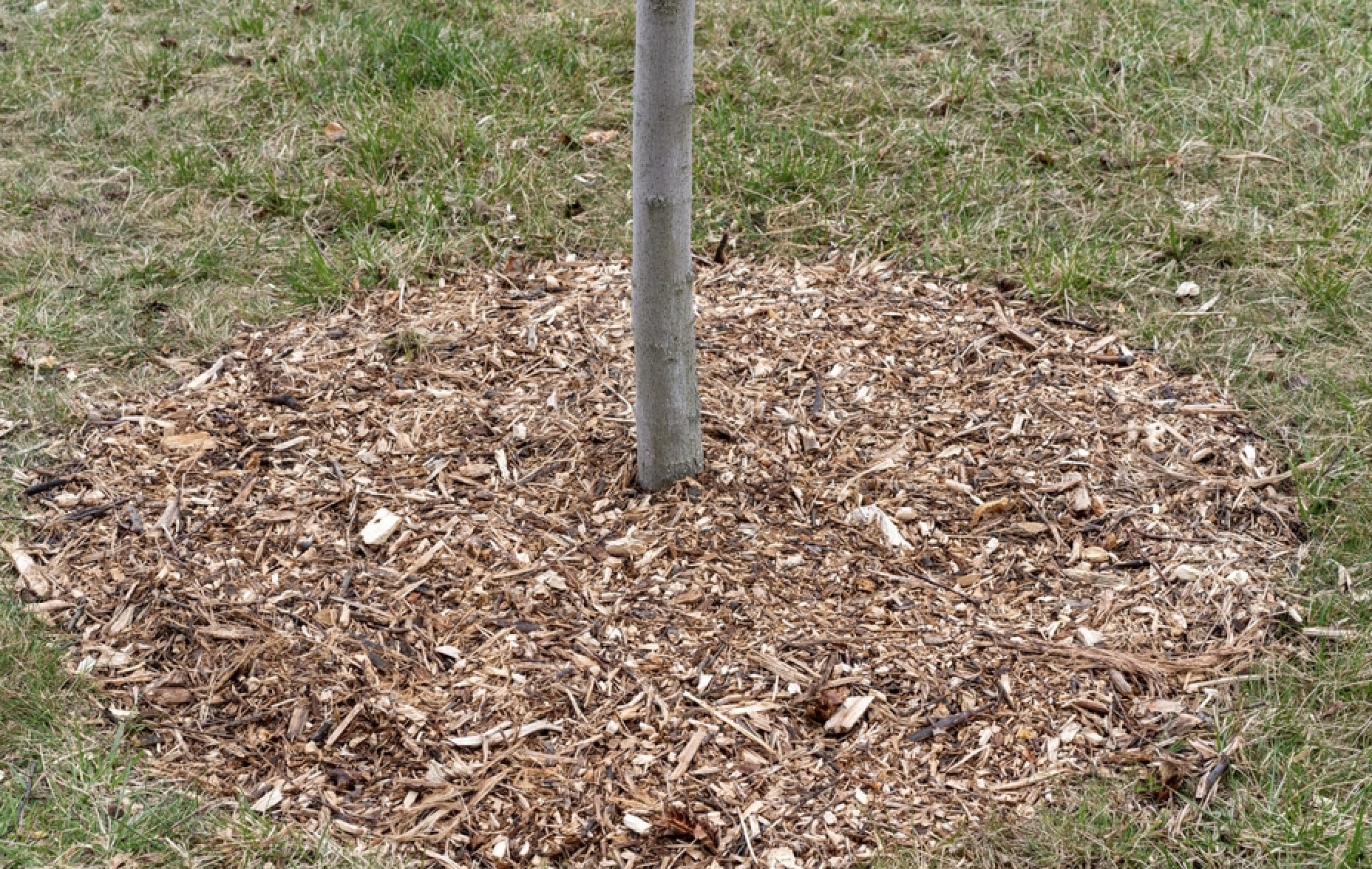 Keeping a tree from dying in the winter
