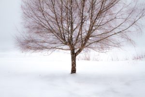Can Trees Die in Winter?