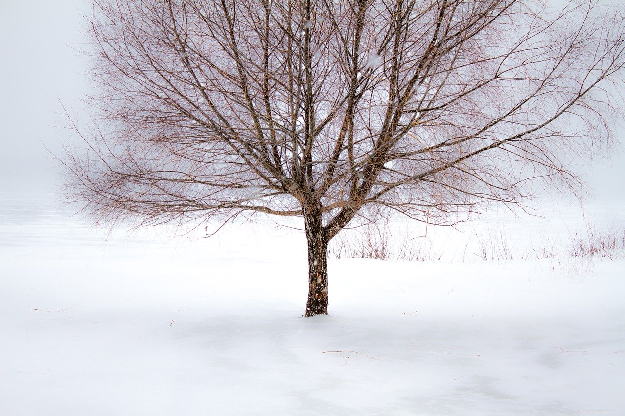 Can a Tree Freeze to Death? Yes, Under The Right Conditions GFL Outdoors