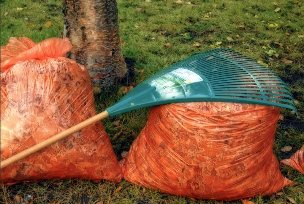 Best Way to Pick up Acorns From your Yard GFL Outdoors