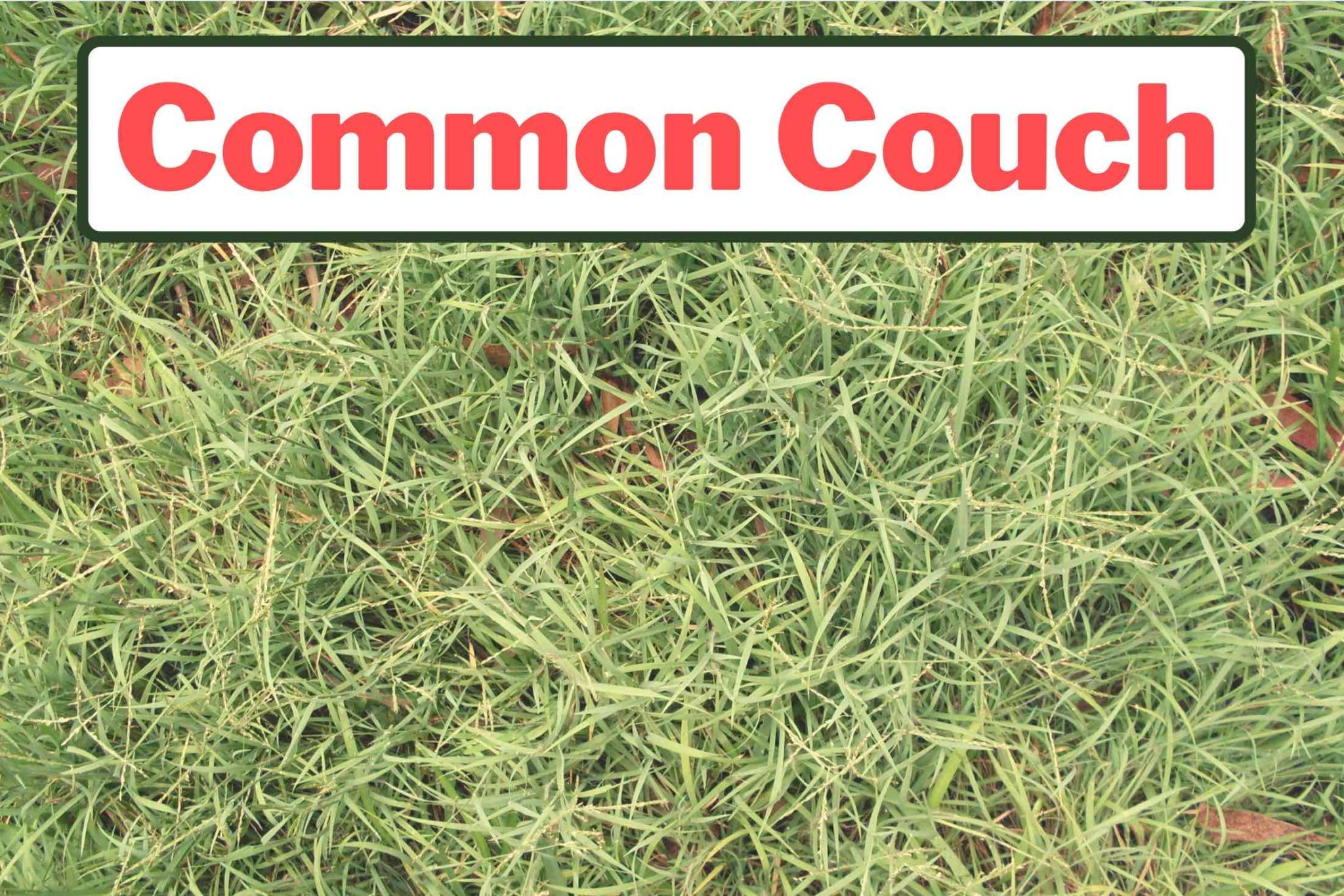 Common Couch Look Like Grass