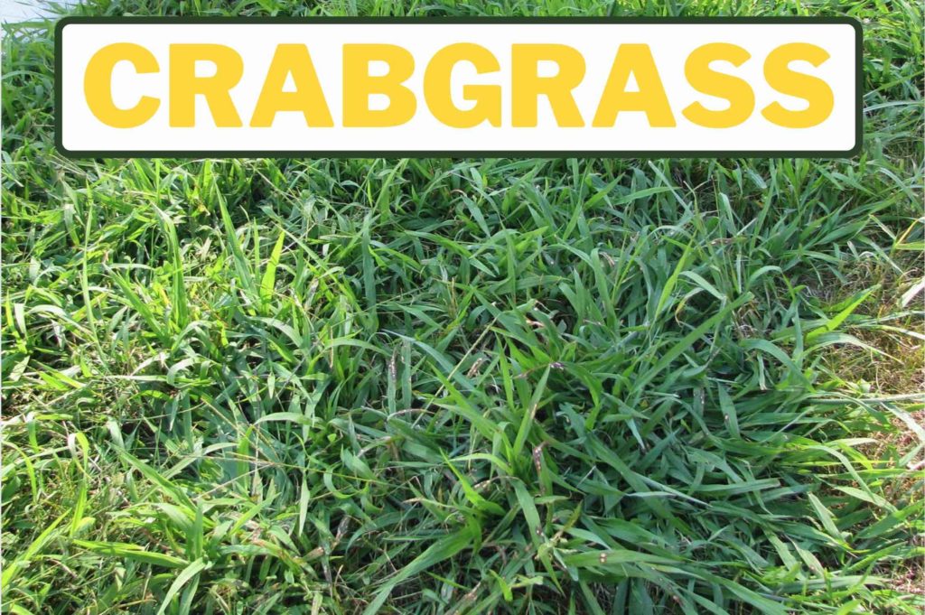 Weeds That Look Like Grass Identification Guide GFL Outdoors