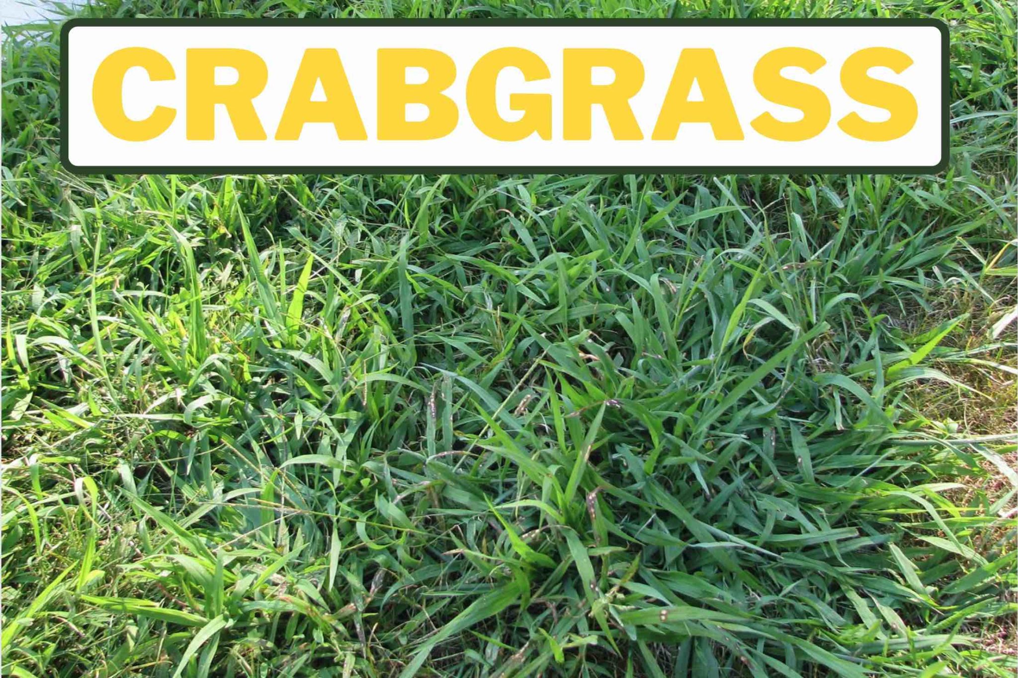 Crabgrass VS Quackgrass