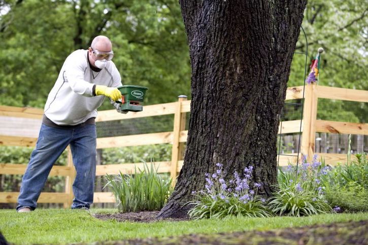 Yellow Lawn Over Fertilized