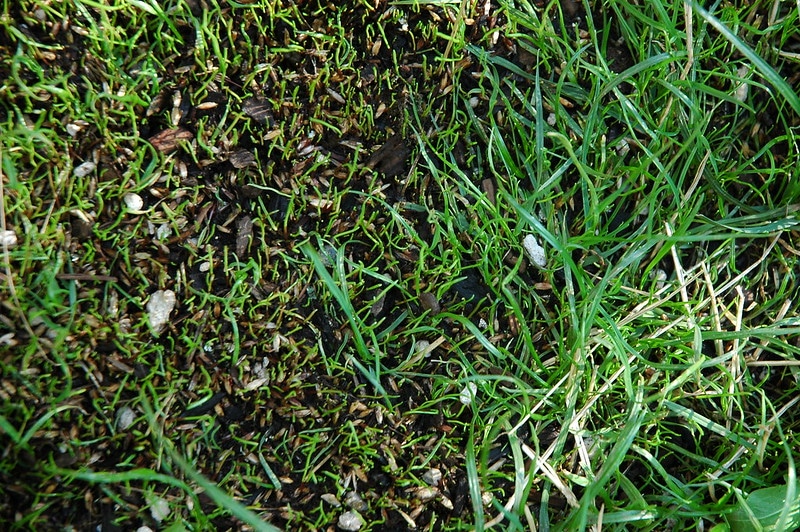 What to Do before mowing an overseeded lawn