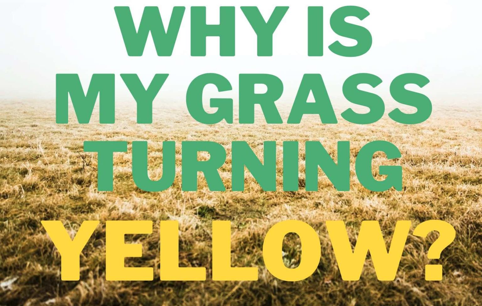 Why Is My Grass Turning Yellow Causes Fix Gfl Outdoors