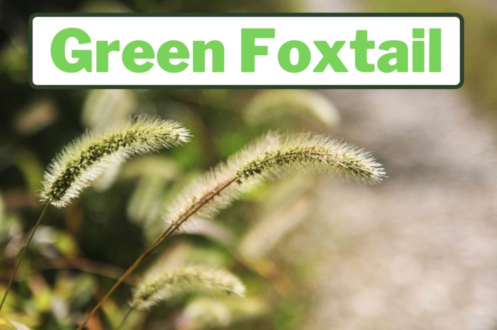 Green Foxtail Weed Identification