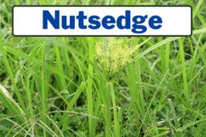 How to Kill Nutgrass