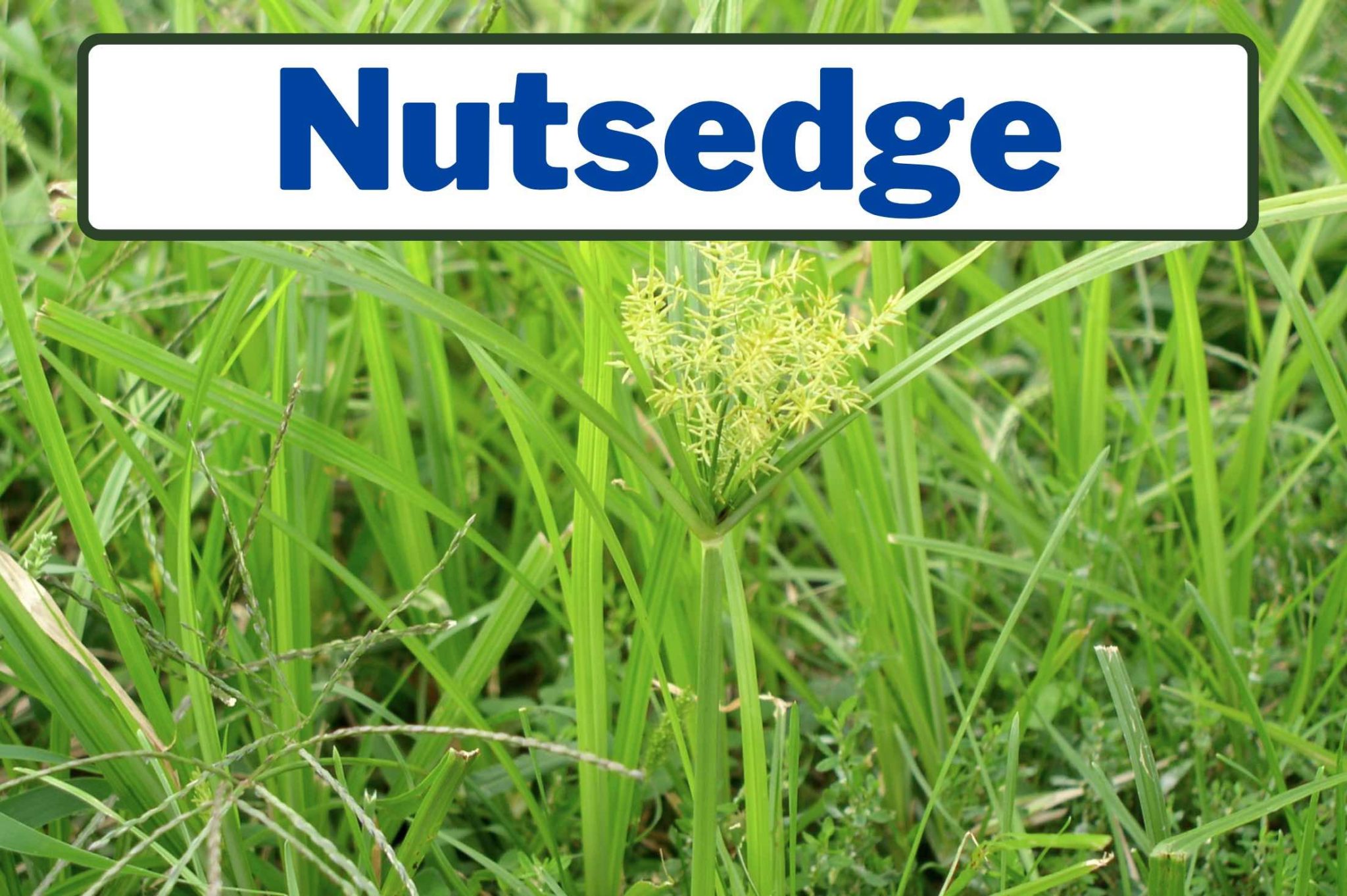 Nutsedge Weed