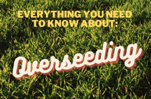 How to Overseed Grass