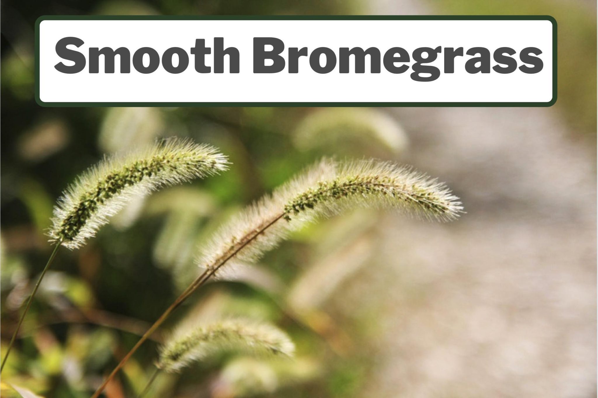 Bromus Brome Identification