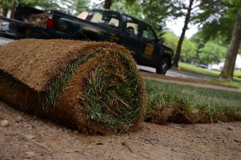 How Long Does Sod Last Can You Store Sod Before Laying it?
