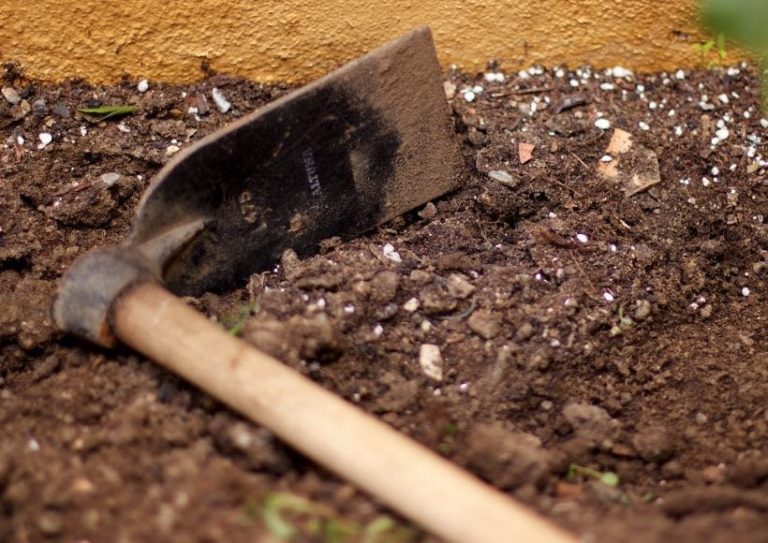 How to Plant Elephant Grass Seeds? GFL Outdoors