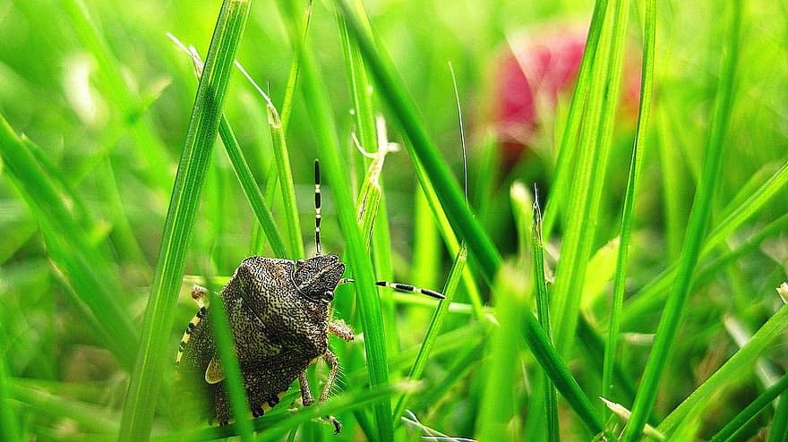 Bug that looks like Tree Bark