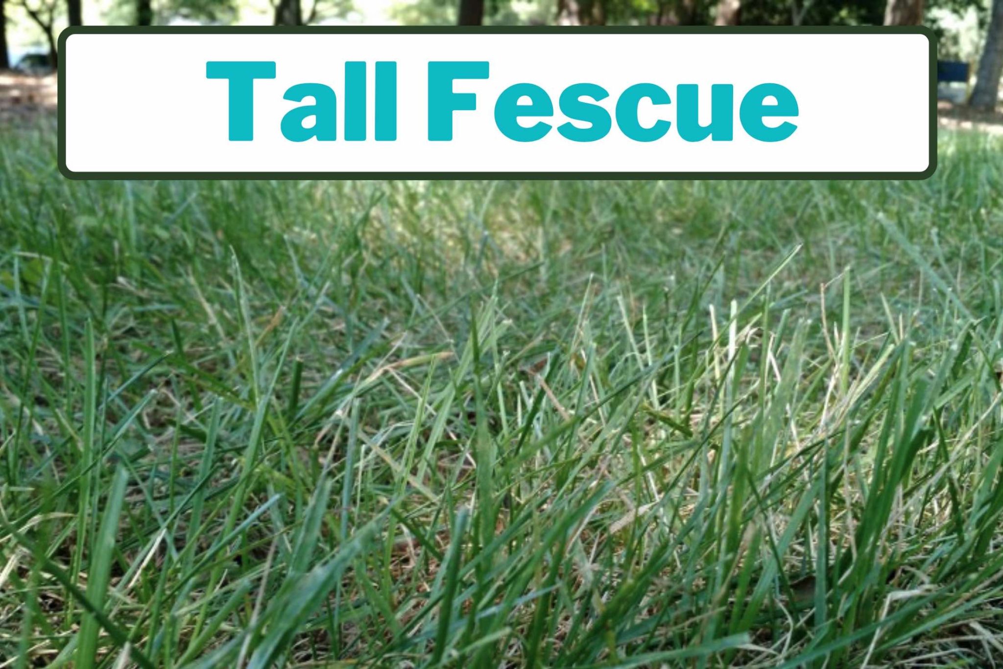 Tall Fescue