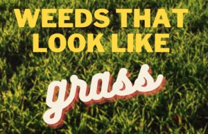 List of Weeds that Look Like Grass