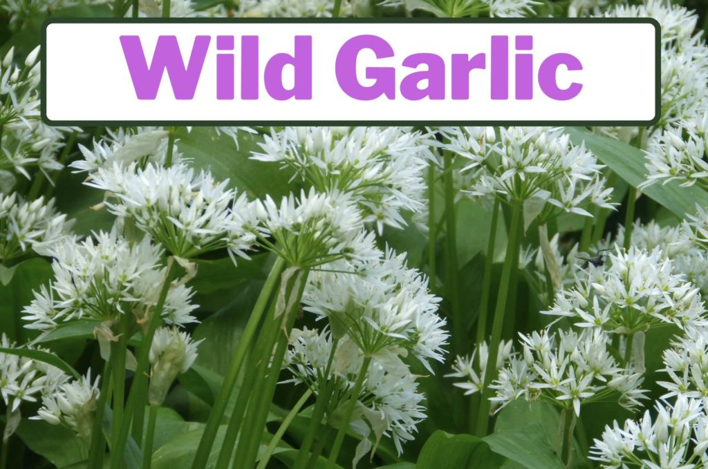 Wild Garlic Vs Wild Onion Differences and Similarities GFL Outdoors