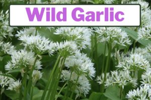 wild garlic vs wild onion