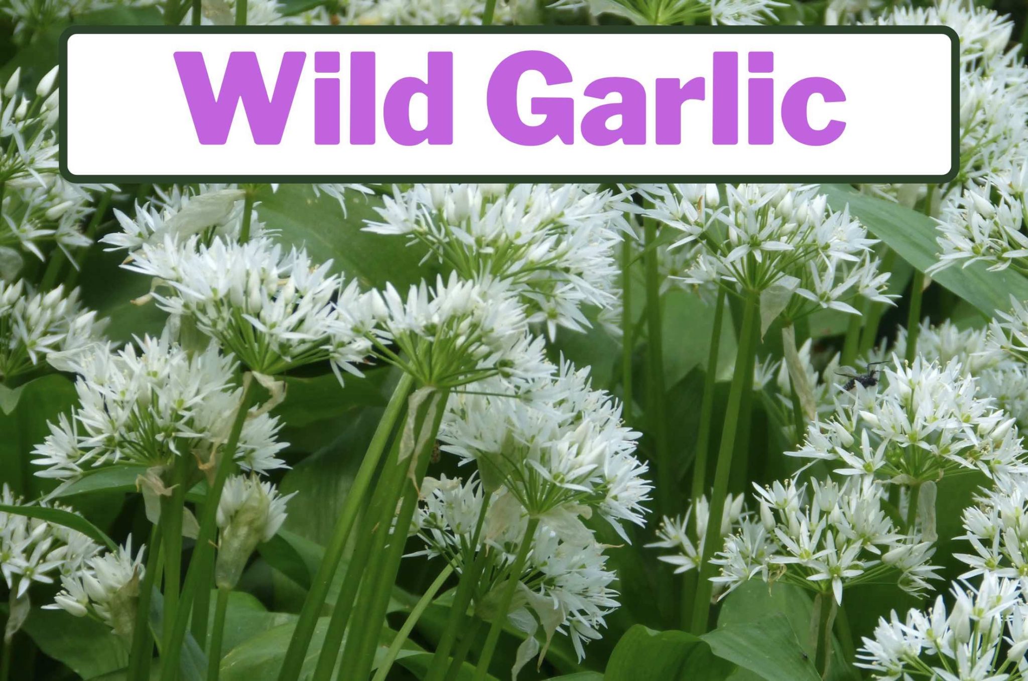 Wild Garlic Looks Like Grass