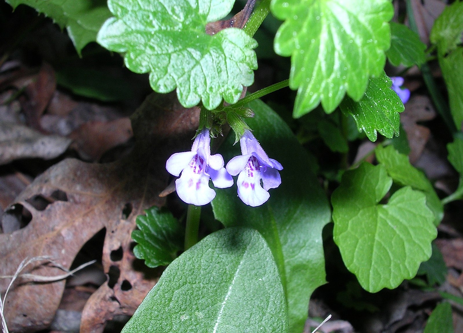 Weeds with Purple Flowers