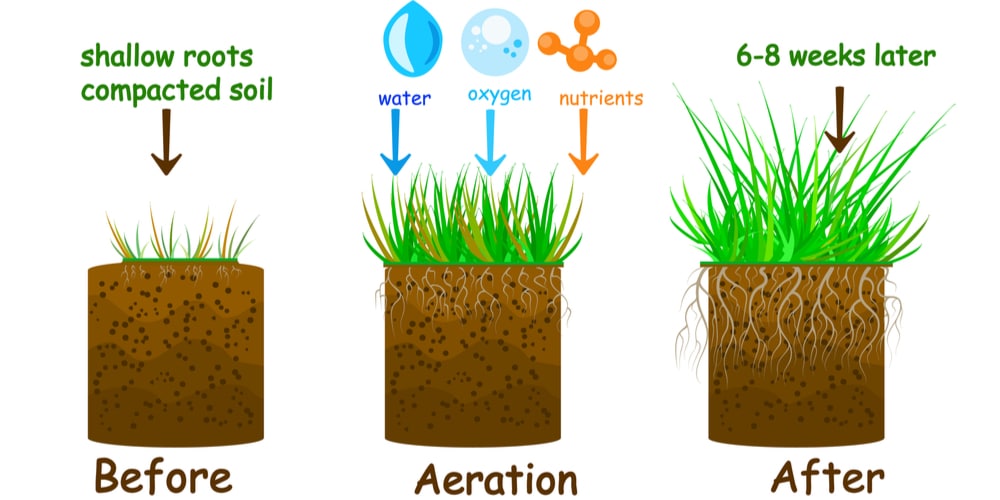 Can You Mow After Aeration