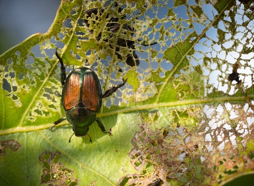 Beetles Cause Holes in Yard