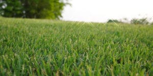 common bermuda grass vs hybrid bermuda grass