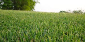 yukon bermuda grass