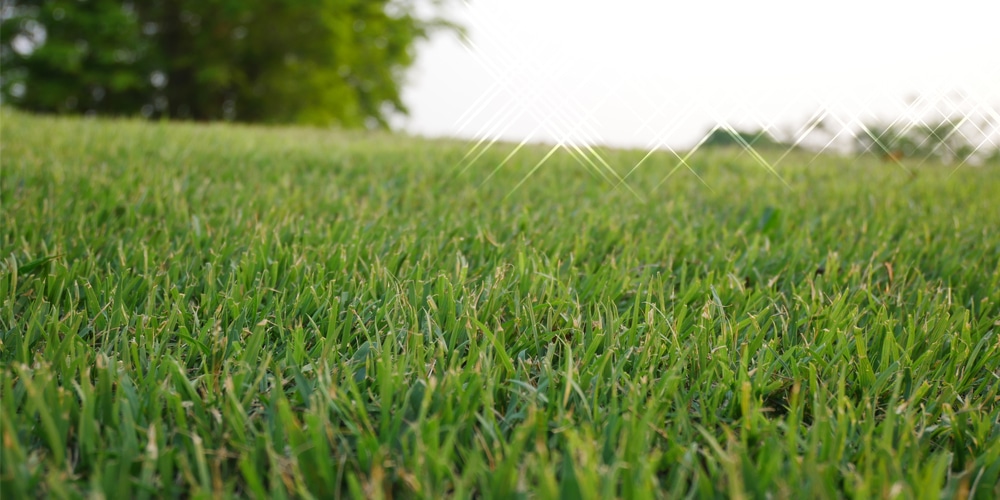 What happens to bermuda grass in the shade