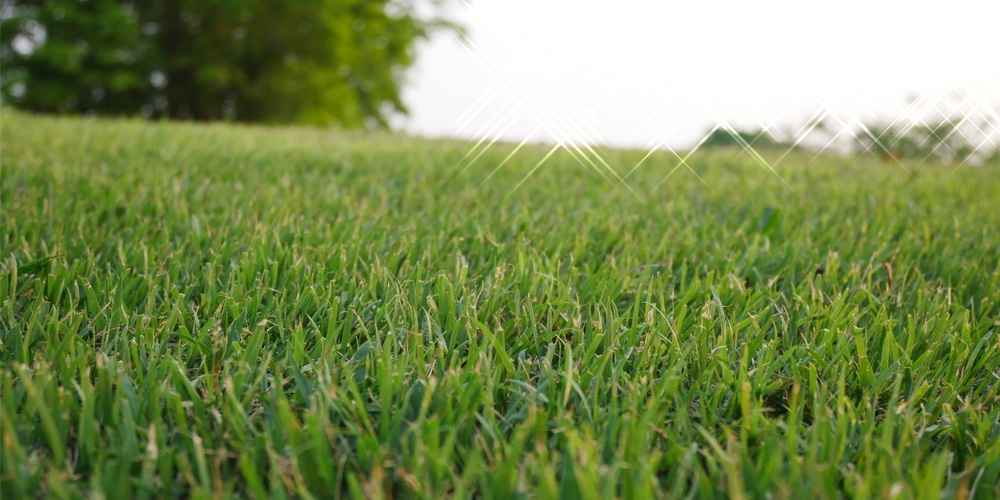 will atrazine kill bermuda grass