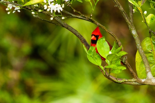 Birds Dig Small Holes in Grass