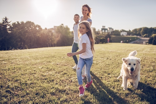 how to regrow grass with dogs