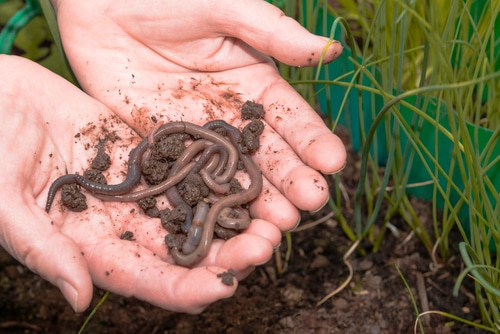 are earthworms good for potted plants