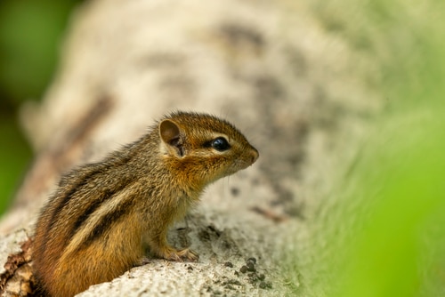 Chipmunks Forage and Dig