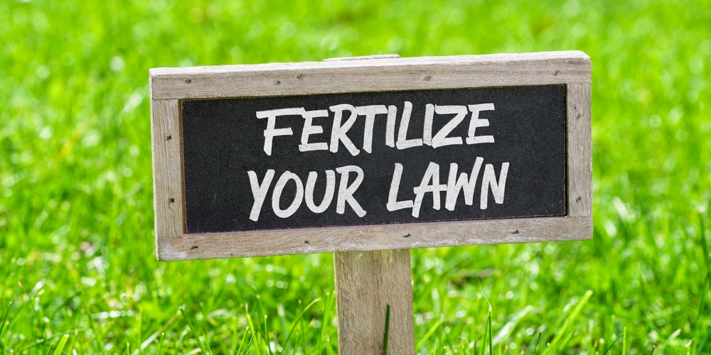 Fertilize Ryegrass for quick growth
