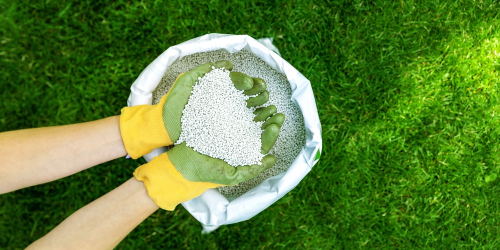 Can You Put Granular Fertilizer on Wet Grass