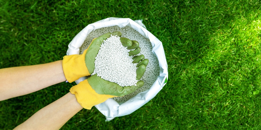 When to Fertilize Grass Colorado