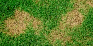 white tips on grass after fertilizer