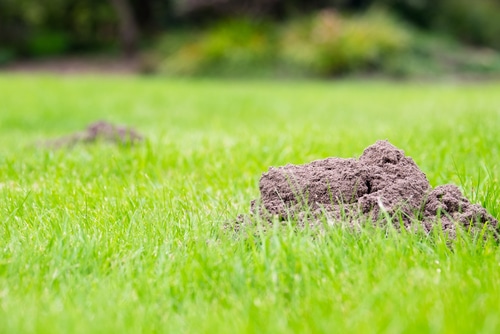 how to get rid of ground moles with dawn soap